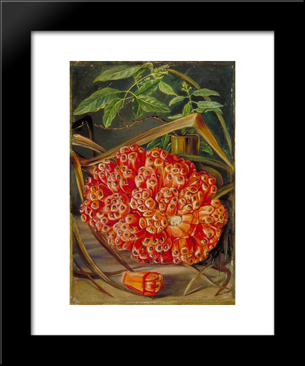 Ripe Fruit Of A Screw Pine And A Sprig Of Sandal Wood 20x24 Black Modern Wood Framed Art Print Poster by North, Marianne