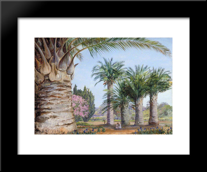 Specimens Of The Coquito Palm Of Chile In Camden Park, New South Wales 20x24 Black Modern Wood Framed Art Print Poster by North, Marianne