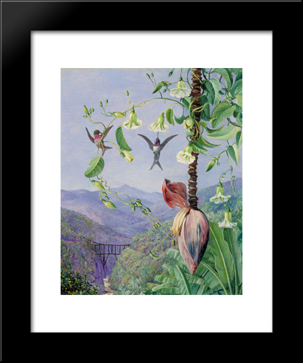 The Aqueduct Of Morro Velho, Brazil 20x24 Black Modern Wood Framed Art Print Poster by North, Marianne