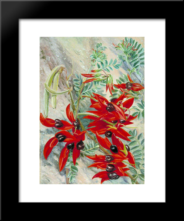 The Australian Parrot Flower 20x24 Black Modern Wood Framed Art Print Poster by North, Marianne