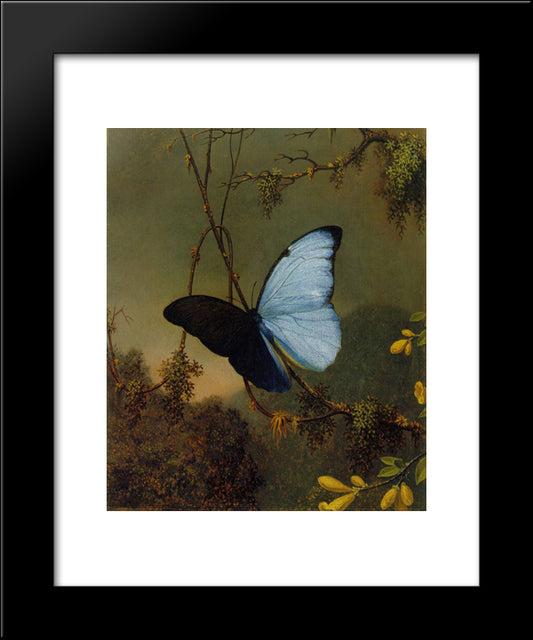 Blue Morpho Butterfly 20x24 Black Modern Wood Framed Art Print Poster by Heade, Martin Johnson