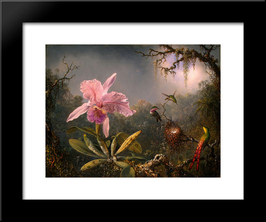 Cattleya Orchid And Three Hummingbirds 20x24 Black Modern Wood Framed Art Print Poster by Heade, Martin Johnson