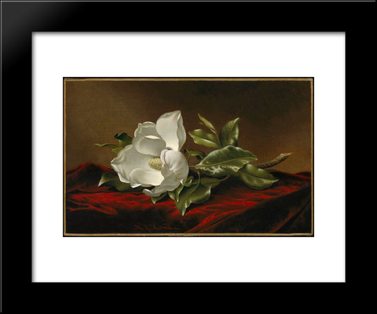 Magnolia Grandiflora 20x24 Black Modern Wood Framed Art Print Poster by Heade, Martin Johnson
