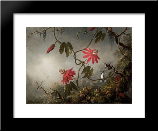 Passion Flowers With Hummingbirds 20x24 Black Modern Wood Framed Art Print Poster by Heade, Martin Johnson