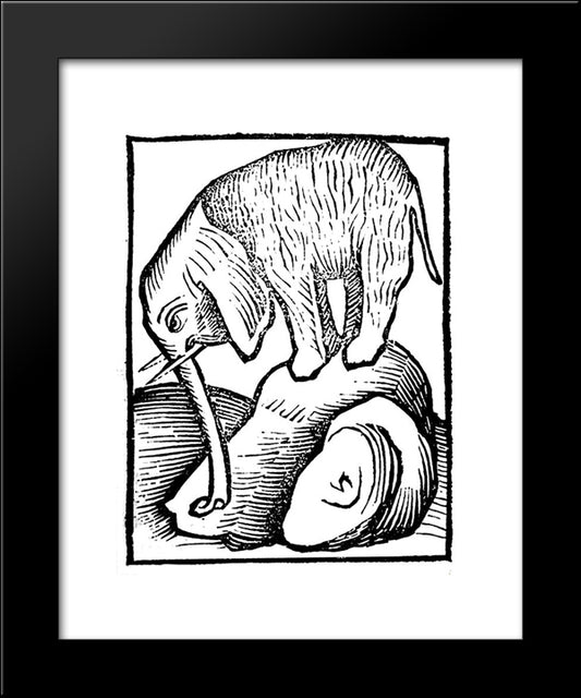Elephant In Hortus Sanitatis 20x24 Black Modern Wood Framed Art Print Poster by Schongauer, Martin