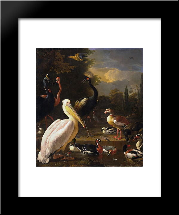 A Pelican And Other Birds Near A Pool (The Floating Feather) 20x24 Black Modern Wood Framed Art Print Poster by Hondecoeter, Melchior de