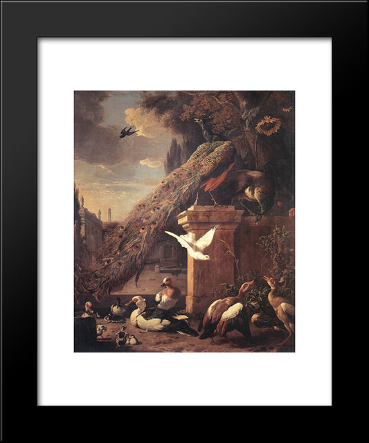Peacocks And Ducks 20x24 Black Modern Wood Framed Art Print Poster by Hondecoeter, Melchior de