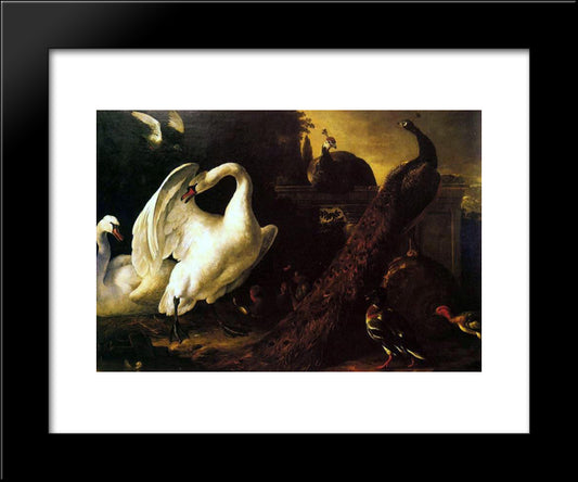 Swans And Peacocks 20x24 Black Modern Wood Framed Art Print Poster by Hondecoeter, Melchior de