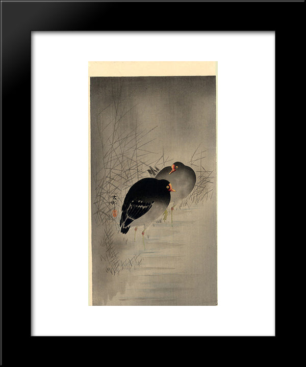 Two Gallinules 20x24 Black Modern Wood Framed Art Print Poster by Koson, Ohara