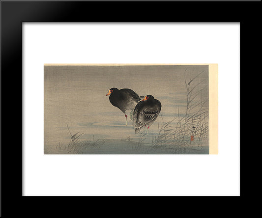Two Gallinules In Shallow Water 20x24 Black Modern Wood Framed Art Print Poster by Koson, Ohara