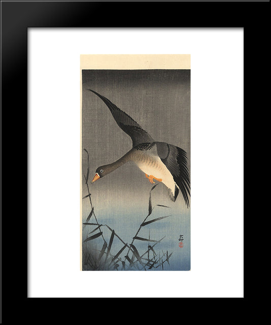 White-Fronted Goose Descending Over Reeds 20x24 Black Modern Wood Framed Art Print Poster by Koson, Ohara