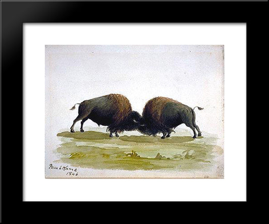 Buffalo Bulls Fighting 20x24 Black Modern Wood Framed Art Print Poster by Kane, Paul