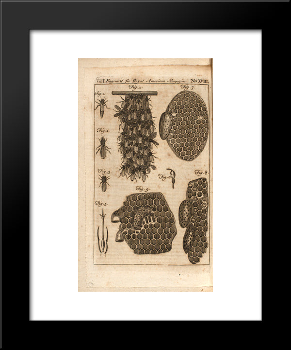 Bees 20x24 Black Modern Wood Framed Art Print Poster by Revere, Paul