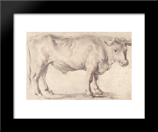Bull 20x24 Black Modern Wood Framed Art Print Poster by Rubens, Peter Paul