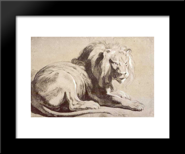 Etude Of Lion 20x24 Black Modern Wood Framed Art Print Poster by Rubens, Peter Paul