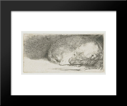 Sleeping Puppy 20x24 Black Modern Wood Framed Art Print Poster by Rembrandt