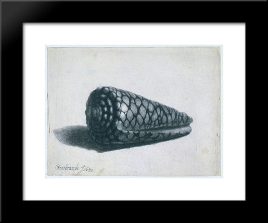 The Shell (Conus Marmoreus) 20x24 Black Modern Wood Framed Art Print Poster by Rembrandt