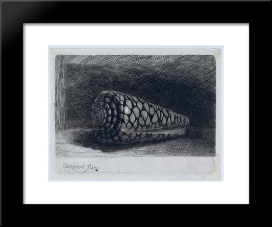 The Shell 'Conus Marmoreus' 20x24 Black Modern Wood Framed Art Print Poster by Rembrandt