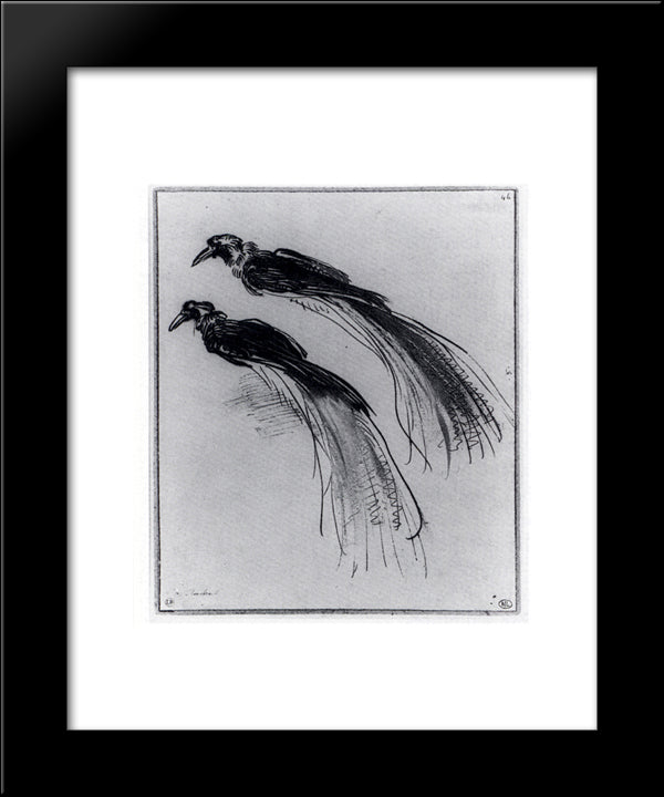 Two Studies Of A Bird Of Paradise 20x24 Black Modern Wood Framed Art Print Poster by Rembrandt