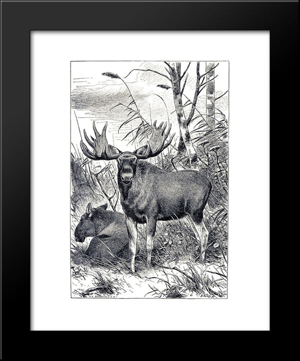 Alces Alces 20x24 Black Modern Wood Framed Art Print Poster by Friese, Richard