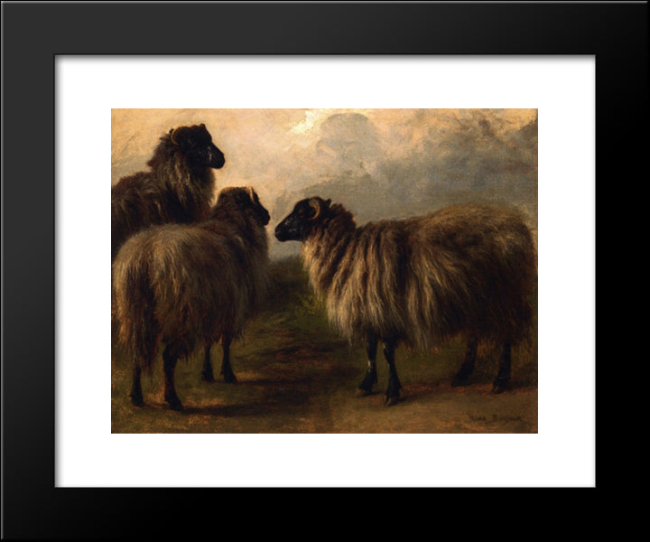Three Wooly Sheep 20x24 Black Modern Wood Framed Art Print Poster by Bonheur, Rosa