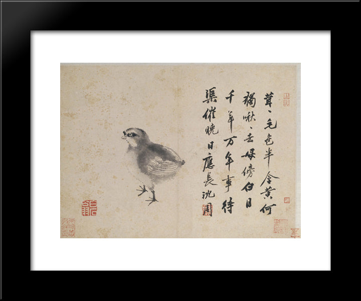 Quail (Sketches From Life) 20x24 Black Modern Wood Framed Art Print Poster by Zhou, Shen