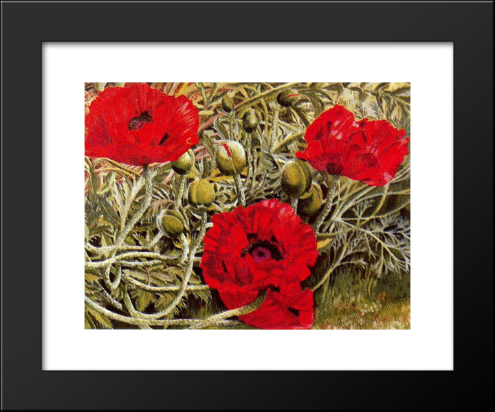 Poppies 20x24 Black Modern Wood Framed Art Print Poster by Spencer, Stanley