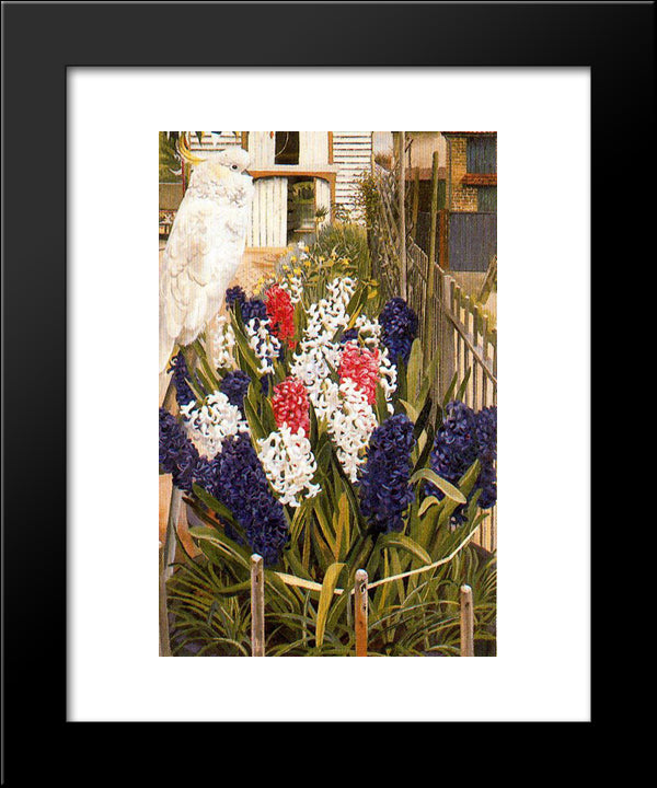 The White Cockatoo (Coronation Cockatoo) 20x24 Black Modern Wood Framed Art Print Poster by Spencer, Stanley