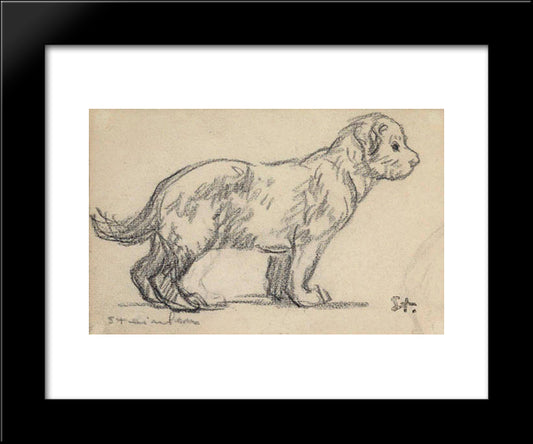 Study Of A Puppy 20x24 Black Modern Wood Framed Art Print Poster by Steinlen, Theophile