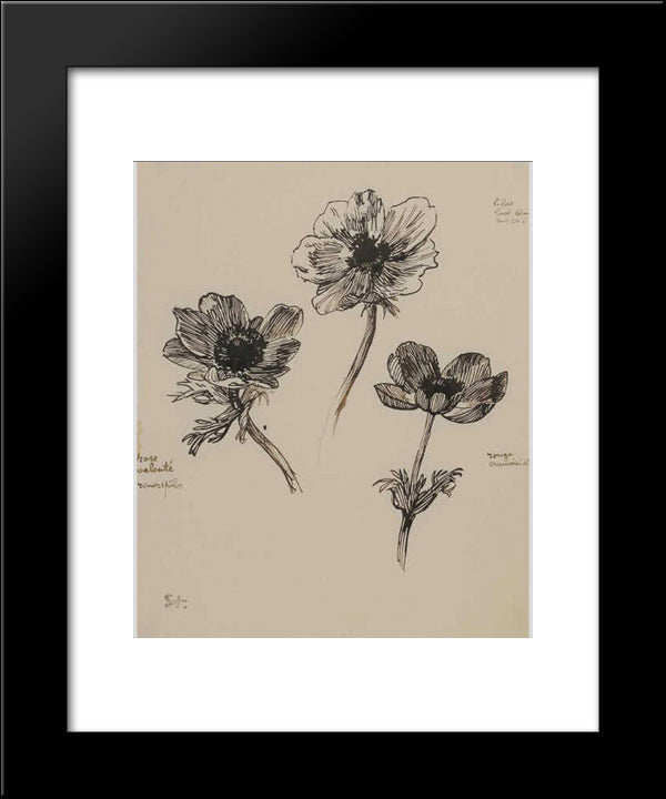 Trois Etudes D'Anemones 20x24 Black Modern Wood Framed Art Print Poster by Steinlen, Theophile