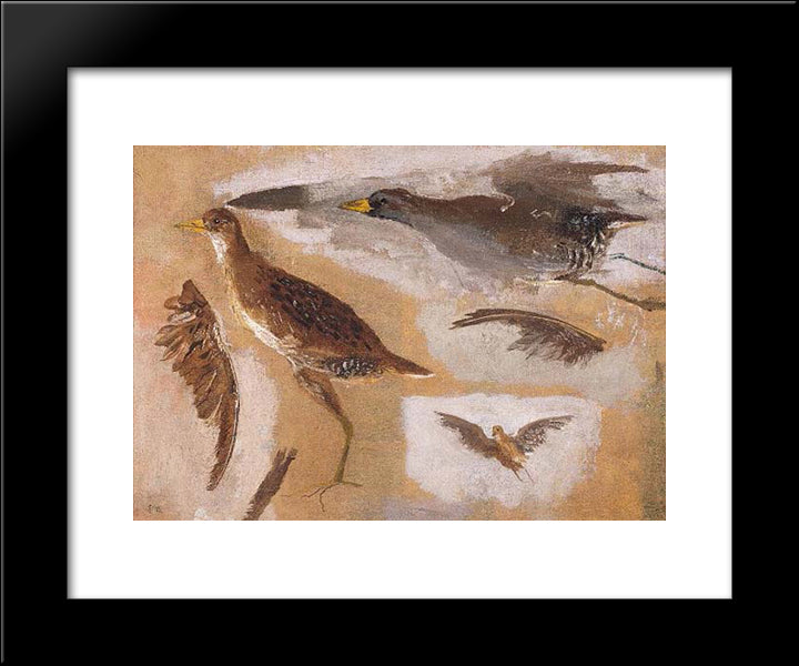 Studies Of Game Birds, Probably Viginia Rails 20x24 Black Modern Wood Framed Art Print Poster by Eakins, Thomas