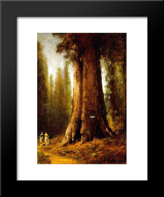 California Redwood Trees 20x24 Black Modern Wood Framed Art Print Poster by Hill, Thomas