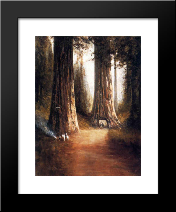 Sequoia Gigantea 20x24 Black Modern Wood Framed Art Print Poster by Hill, Thomas