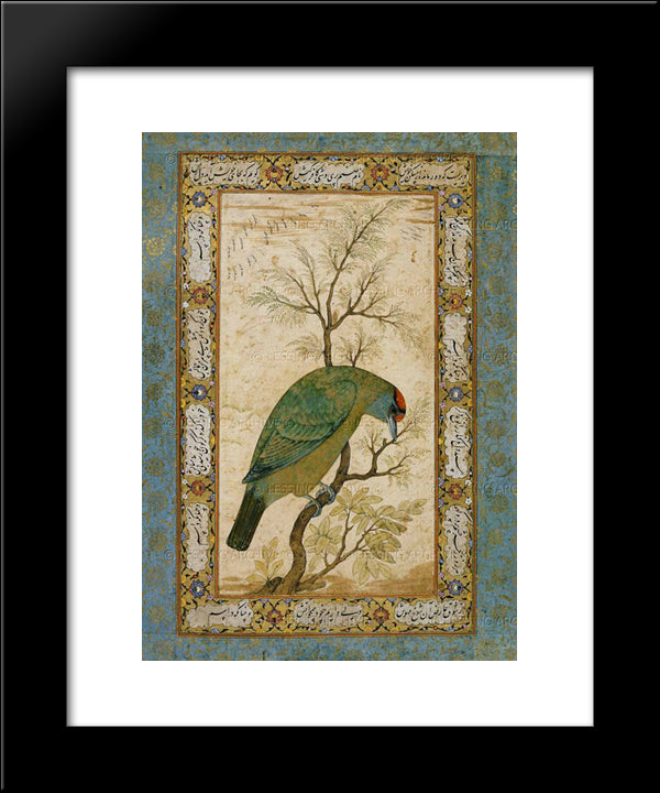 A Barbet (Himalayan Blue-Throated Bird) 20x24 Black Modern Wood Framed Art Print Poster by Mansur, Ustad