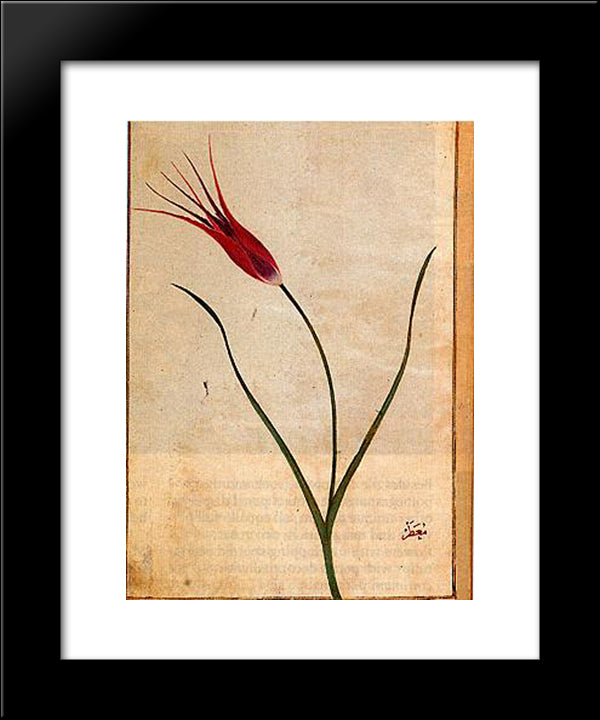 Tulip 20x24 Black Modern Wood Framed Art Print Poster by Mansur, Ustad