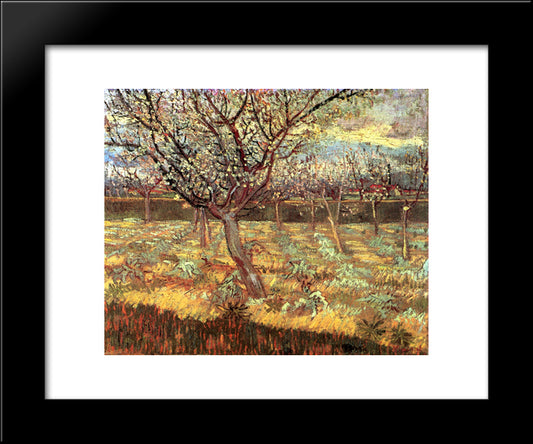 Apricot Trees In Blossom 20x24 Black Modern Wood Framed Art Print Poster by Van Gogh, Vincent