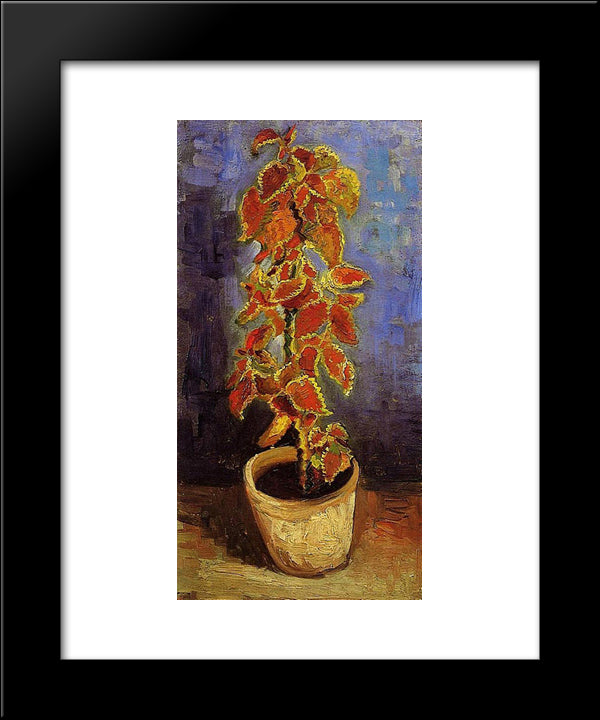 Coleus Plant In A Flowerpot 20x24 Black Modern Wood Framed Art Print Poster by Van Gogh, Vincent