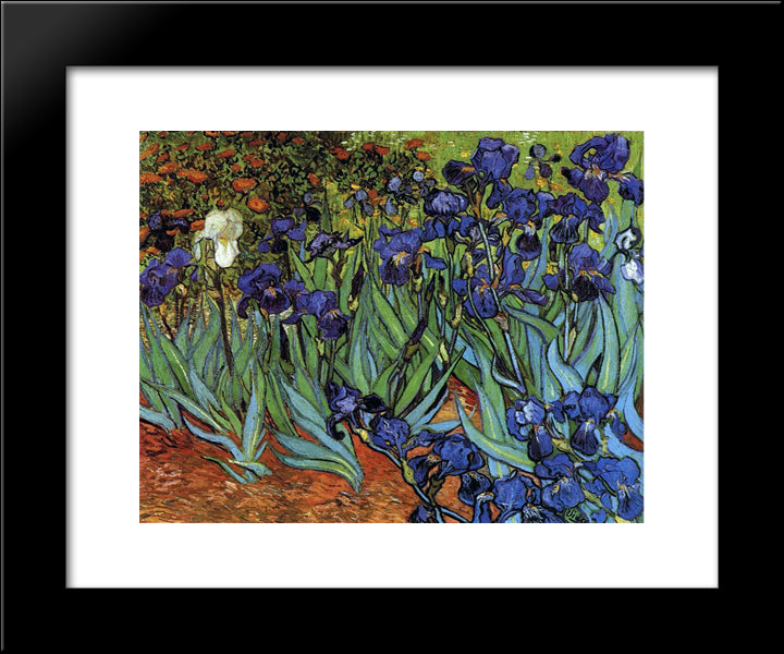 Irises 20x24 Black Modern Wood Framed Art Print Poster by Van Gogh, Vincent