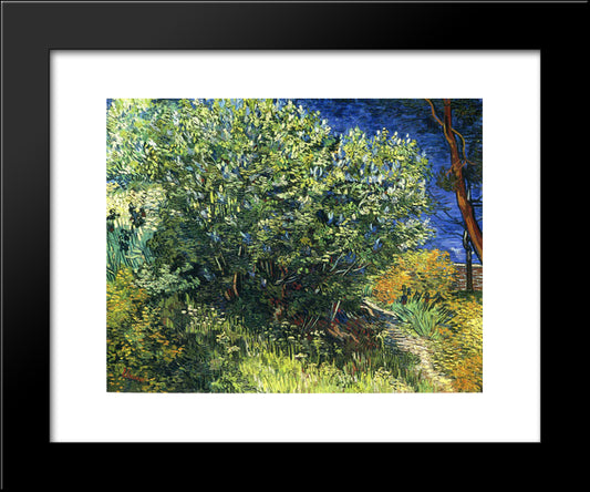 Lilac Bush 20x24 Black Modern Wood Framed Art Print Poster by Van Gogh, Vincent