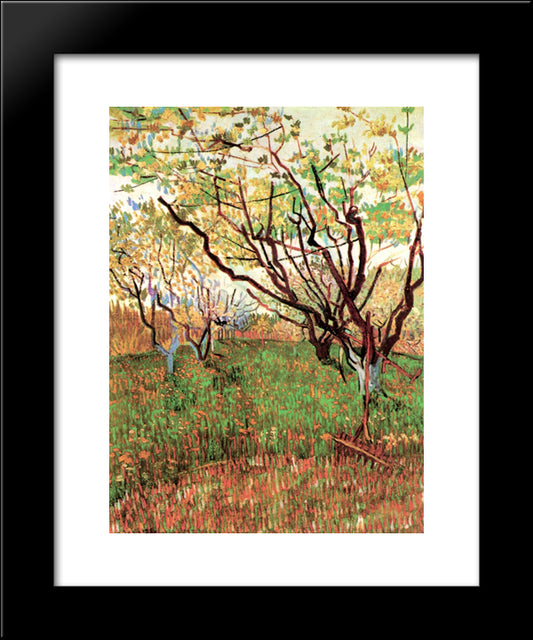 Orchard In Blossom 20x24 Black Modern Wood Framed Art Print Poster by Van Gogh, Vincent