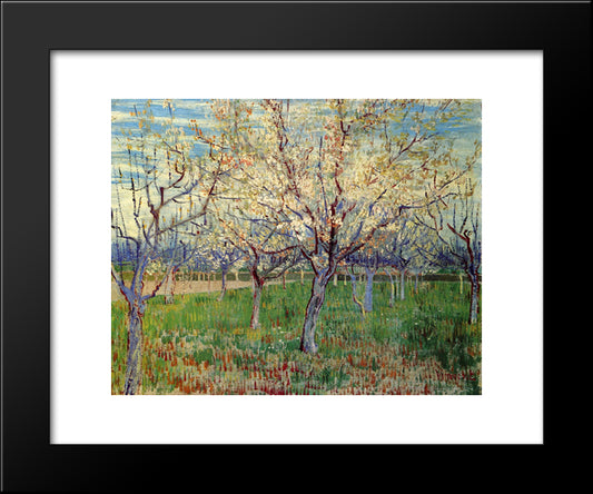 Orchard With Blossoming Apricot Trees 20x24 Black Modern Wood Framed Art Print Poster by Van Gogh, Vincent