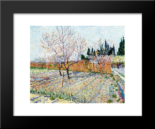 Orchard With Peach Trees In Blossom 20x24 Black Modern Wood Framed Art Print Poster by Van Gogh, Vincent