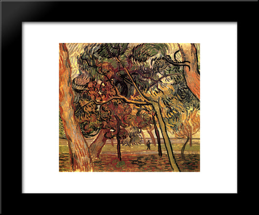 Study Of Pine Trees 20x24 Black Modern Wood Framed Art Print Poster by Van Gogh, Vincent