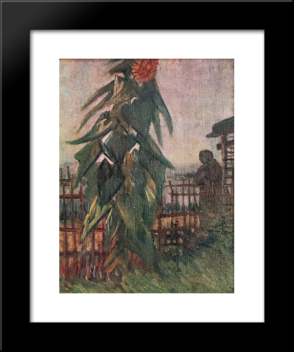 The Garden With Sunflower 20x24 Black Modern Wood Framed Art Print Poster by Van Gogh, Vincent