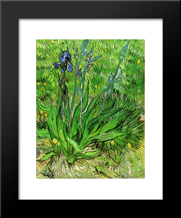 The Iris 20x24 Black Modern Wood Framed Art Print Poster by Van Gogh, Vincent