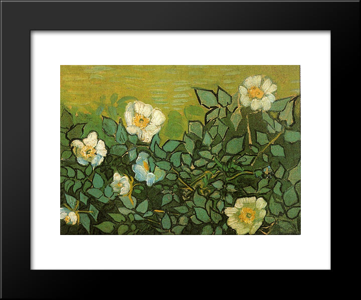 Wild Roses 20x24 Black Modern Wood Framed Art Print Poster by Van Gogh, Vincent