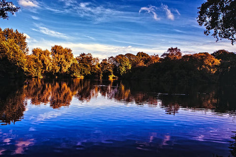 Afternoon Pond Black Modern Wood Framed Art Print by Lee, Rachel