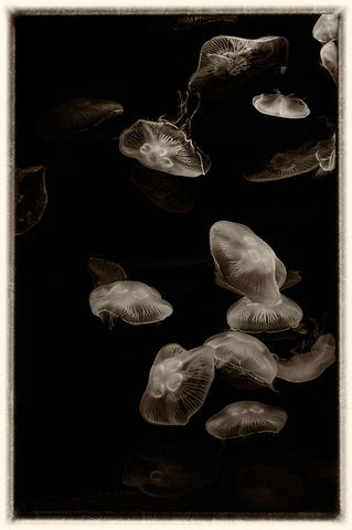 Antique Jellies 1 Black Modern Wood Framed Art Print by Lee, Rachel