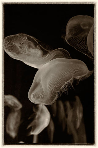 Antique Jellies 3 Black Modern Wood Framed Art Print by Lee, Rachel