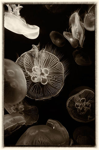 Antique Jellies 4 White Modern Wood Framed Art Print with Double Matting by Lee, Rachel